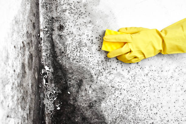 Reliable Newberg, OR Mold Remediation Solutions
