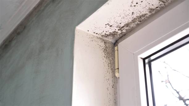 Best Emergency Mold Remediation in Newberg, OR