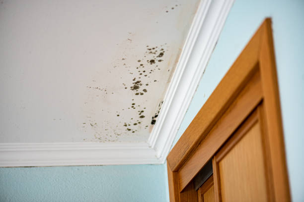 Best Commercial Mold Remediation in Newberg, OR