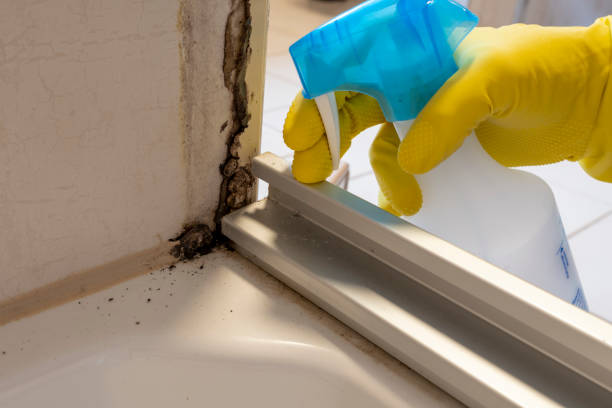 Best Post-Flood Mold Remediation in Newberg, OR